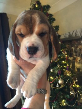 Top Beagle puppy's - 1