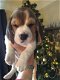 Top Beagle puppy's - 1 - Thumbnail
