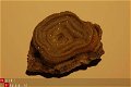 #84 Chalcedoon Rosetta Chalcedon - 1 - Thumbnail