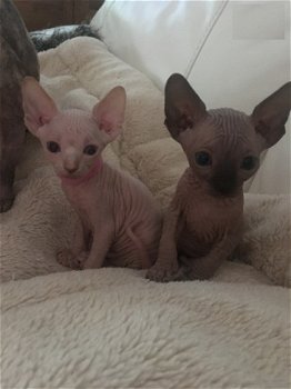 Mannen en vrouwen Sphynx Kittens - 1