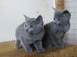Mooie Russische blauwe kittens - 1 - Thumbnail