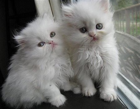 Mooie Perzische kittens - 1