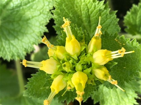 Voorjaarshelmkruid, een goede drachtplant - 1