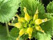Voorjaarshelmkruid, een goede drachtplant - 1 - Thumbnail