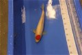 Japan Koi Suda Nissai 45-50 cm - 3 - Thumbnail