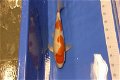 Japan Koi Suda Nissai 45-50 cm - 4 - Thumbnail