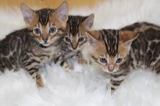 !!! Speelse Bengaalse kittens.....@..,,........