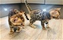 Pure Bengaalse kittens - 1 - Thumbnail