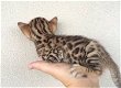 Super Geregistreerde Bengaalse kittens.....@,,,....... - 1 - Thumbnail