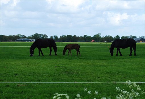 Heeft u paard of pony hoefbevangenheid? - 1