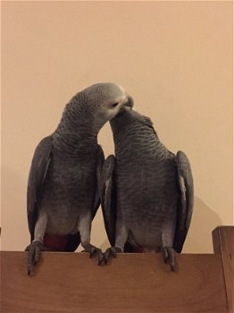 Een paar Praten Afrikaanse grijze papegaaien. - 1