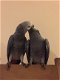Een paar Praten Afrikaanse grijze papegaaien. - 1 - Thumbnail