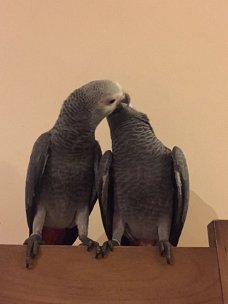 Een paar Praten Afrikaanse grijze papegaaien.