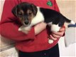 Gezond huis hief Jack Russell pups beschikbaar - 1 - Thumbnail