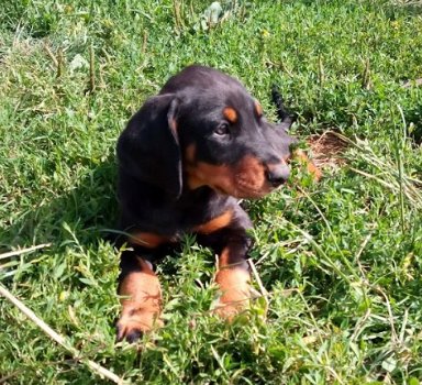 Home Raised Doberman puppy's beschikbaar - 1