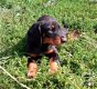 Home Raised Doberman puppy's beschikbaar - 1 - Thumbnail