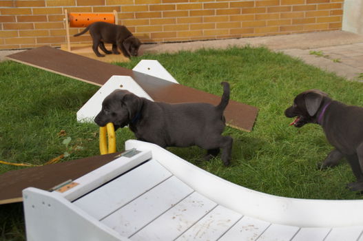 Rasechte Labrador Puppies Beschikbaar - 1