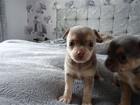 Super schattig koffiekopje Chihuahua pups - 1