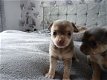 Super schattig koffiekopje Chihuahua pups - 1 - Thumbnail