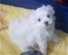 Twee koffiekopje Maltese Puppies. - 1 - Thumbnail