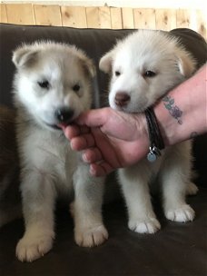 Mooie Siberische Husky pups voor adoptie.