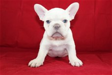 Mooie Franse Bulldog Puppies die ik geef op voor adoptie