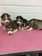 Uitstekende Siberische Husky Puppies - 1 - Thumbnail