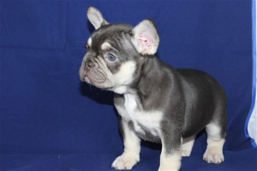 Prachtige Franse Bulldog Puppy - 1