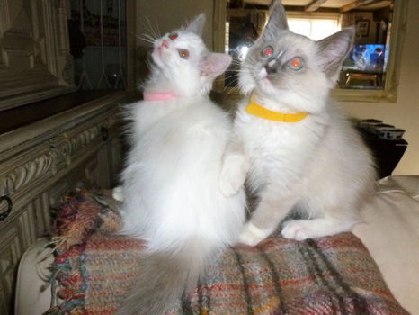 Met de hand opgevoed Ragdoll Kittens - 1