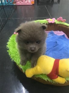 Pommeren puppy voor adoptie