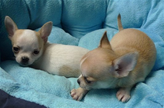 Goed getrainde chihuahua-puppy's - 1