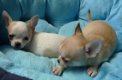 Goed getrainde chihuahua-puppy's - 1 - Thumbnail