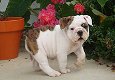 Gratis Engelse Bulldog puppy's - 1 - Thumbnail