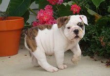 Gratis Engelse Bulldog puppy's