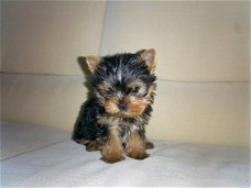 Leuke mannelijke en vrouwelijke Yorkie-puppy's