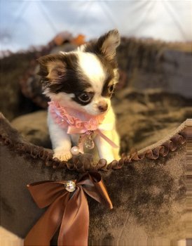 Beschikbare Chihuahua-puppy's ter adoptie - 1