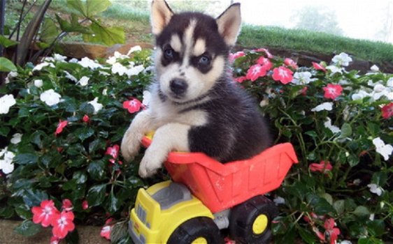 Beschikbare Siberische Husky-puppy's voor adoptie - 1