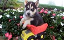 Beschikbare Siberische Husky-puppy's voor adoptie - 1 - Thumbnail