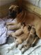 Beschikbare Bullmastiff-puppy's voor adoptie - 1 - Thumbnail