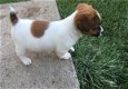 Beschikbare Jack Russell Terrier-pups voor adoptie - 1 - Thumbnail