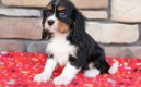 Beschikbare Cavalier King Charles Spaniel-pups voor adoptie - 1 - Thumbnail