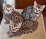 Bengaalse kittens beschikbaar hjjjk - 1 - Thumbnail