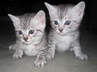 Egyptische Mau kittens - 1 - Thumbnail