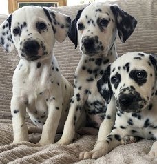 Prachtige Dalmatische Puppies