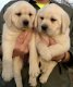 Mannelijke en vrouwelijke Labrador Retriever puppies - 1 - Thumbnail
