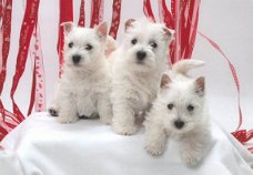 Stamboom West Highland witte puppies