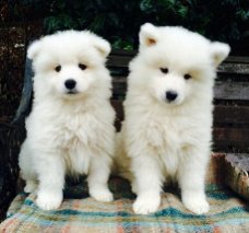 Samoyed Pups