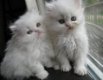 Mooie Perzische kittens - 1 - Thumbnail