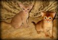 abyssinian kittens - 1 - Thumbnail