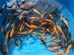 10 Baby koi 5-10 cm - 1 - Thumbnail